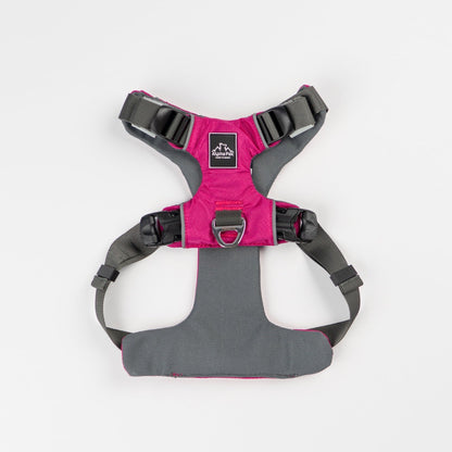 Everyday Adventure Dog Harness